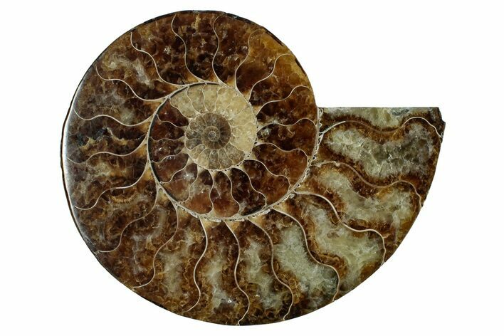 Cut & Polished Ammonite Fossil (Half) - Madagascar #344417